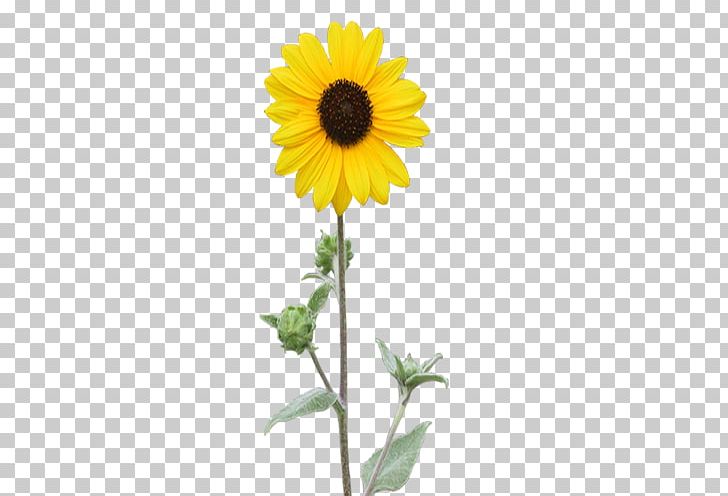 Common Sunflower Plant Red Sunflower PNG, Clipart, Cut Flowers, Daisy Family, Flower, Flowering Plant, Flowers Free PNG Download