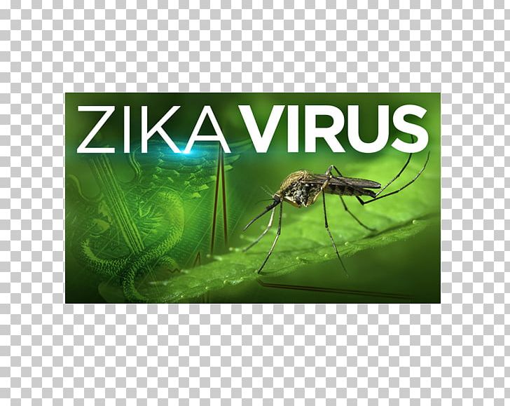 Zika Virus Ebola Virus Disease Zika Fever PNG, Clipart, Advertising, Aedes, Dengue Fever, Disease, Ebola Virus Disease Free PNG Download