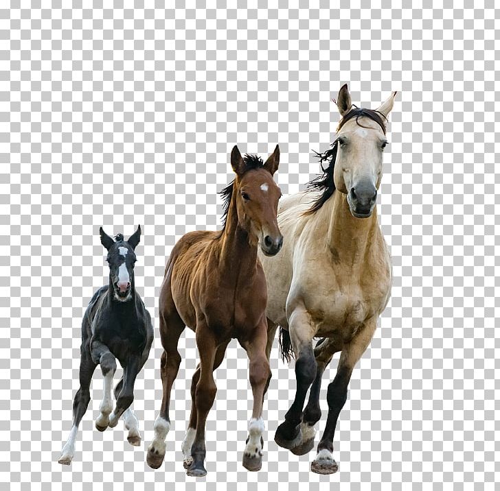 Foal American Paint Horse Arabian Horse Mare Stallion PNG, Clipart, American Paint Horse, Arabian Horse, Cheval, Colt, Equestrian Free PNG Download