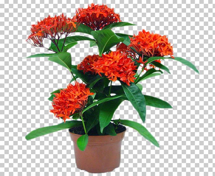 Ixora Coccinea Flowerpot Plant Garden Cut Flowers PNG, Clipart, Amaranth Family, Annual Plant, Chinese Ixora, Columnea, Cut  Free PNG Download