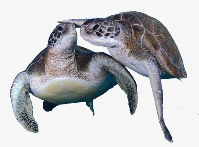 Two Turtles PNG, Clipart, Close, Play, Sea, Sea Turtles, Turtles Free PNG Download