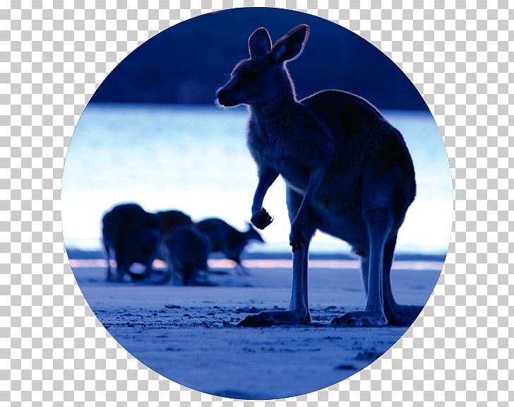 City Of Mackay National Geographic Kangaroo Outback PNG, Clipart, Australia, City Of Mackay, Deer, Fauna, Horse Free PNG Download