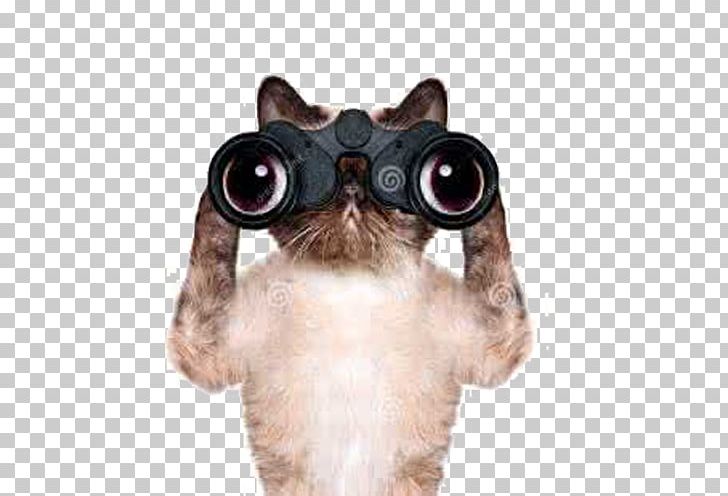Dachshund Cat Kitten Binoculars Stock Photography PNG, Clipart, Animals, Black Cat, Carnivoran, Cartoon Cat, Cat Ear Free PNG Download
