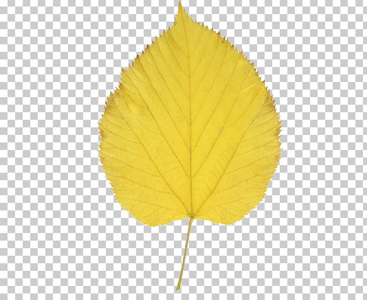 Autumn Leaf Color Aspen PNG, Clipart, Aspen, Autumn, Autumn Leaf Color, Clip Art, Cottonwood Free PNG Download