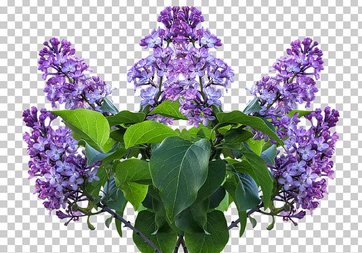 Common Lilac Flower Shrub Garden PNG, Clipart, Common Lilac, Common Sunflower, Flower, Flowering Plant, Garden Free PNG Download