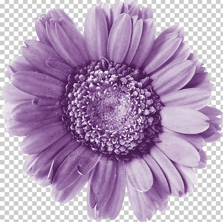 Oil Painting Purple PNG, Clipart, Abstract Art, Aster, Canvas, Chrysanths, Cut Flowers Free PNG Download