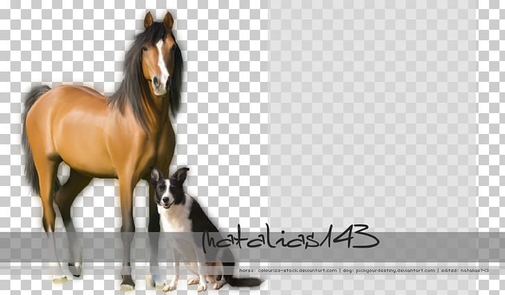 Stallion Halter Mustang Foal Colt PNG, Clipart, Bridle, Colt, Foal, Halter, Horse Free PNG Download