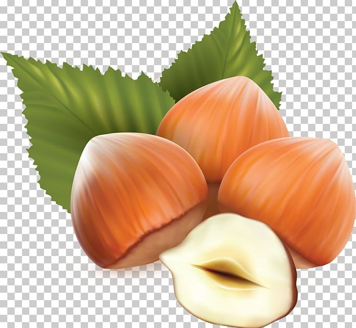 Hazelnut PNG, Clipart, Art, Drawing, Food, Fruit, Fruit Nut Free PNG Download