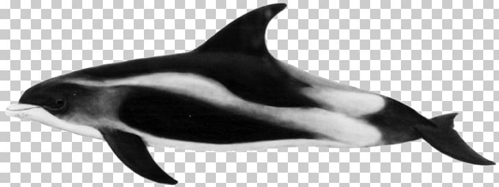 Rough-toothed Dolphin Short-beaked Common Dolphin White-beaked Dolphin Porpoise Striped Dolphin PNG, Clipart, Black And White, Bottlenose Dolphin, Fauna, Mammal, Marine Biology Free PNG Download