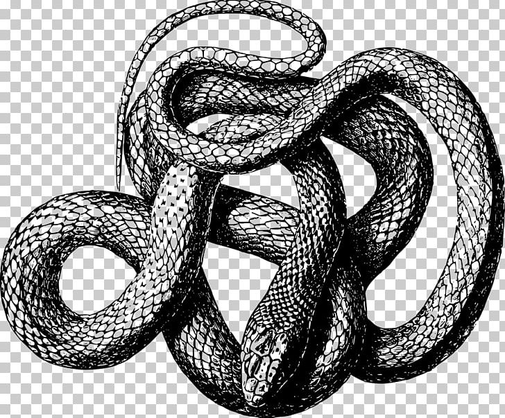 Snake Scale Reptile PNG, Clipart, Animals, Art, Black And White, Boa Constrictor, Boas Free PNG Download
