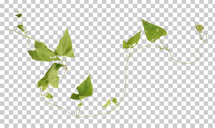 Herbaceous Plant Plant Stem PNG, Clipart, Branch, Family, Flora, Flower, Flowerpot Free PNG Download