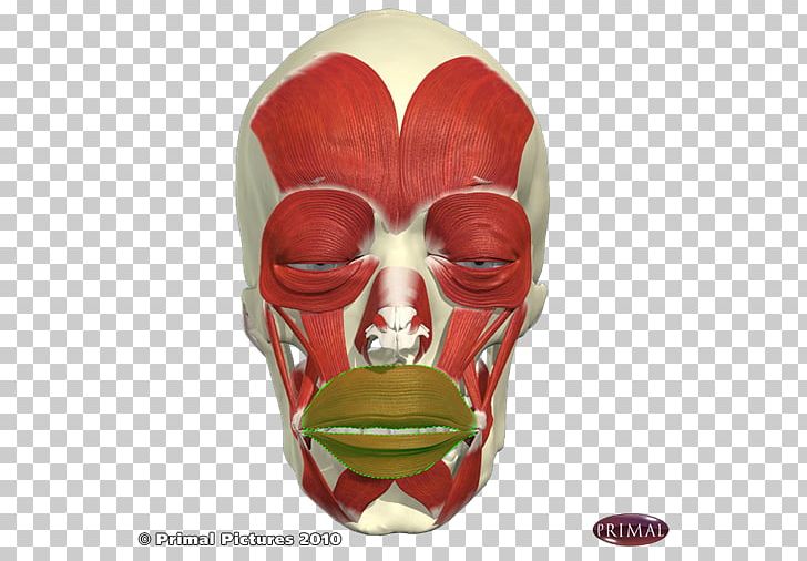 Mask Facial Muscles Face PNG, Clipart, Art, Face, Face Mask, Facial Muscles, Levator Anguli Oris Free PNG Download