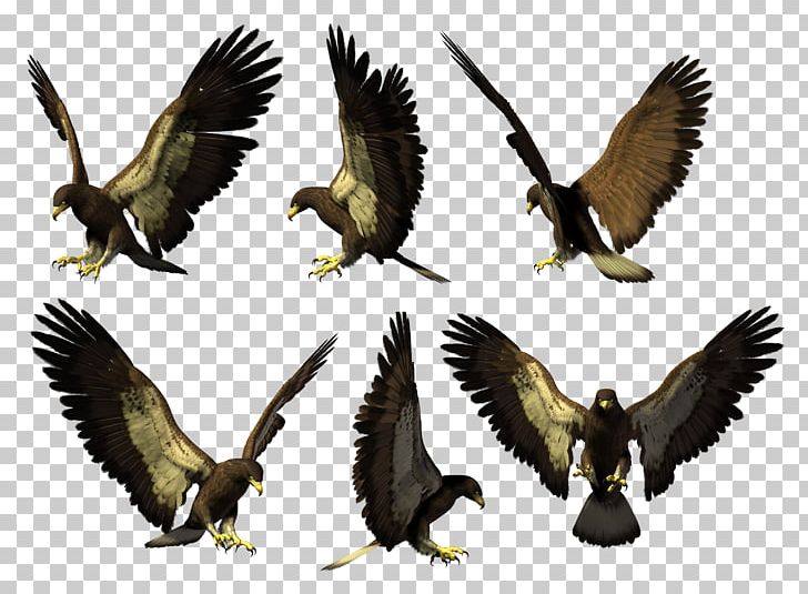 Eagle Buzzard Hawk Vulture Beak PNG, Clipart, Accipitriformes, Animals, Beak, Bird, Bird Of Prey Free PNG Download