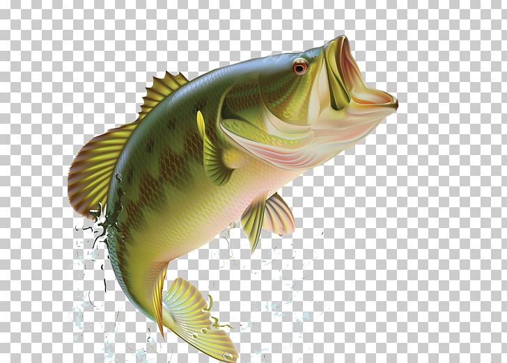 Largemouth Bass Bass Fishing Sunfishes PNG, Clipart, Bass, Bass Fishing, Bony Fish, Cod, Fauna Free PNG Download