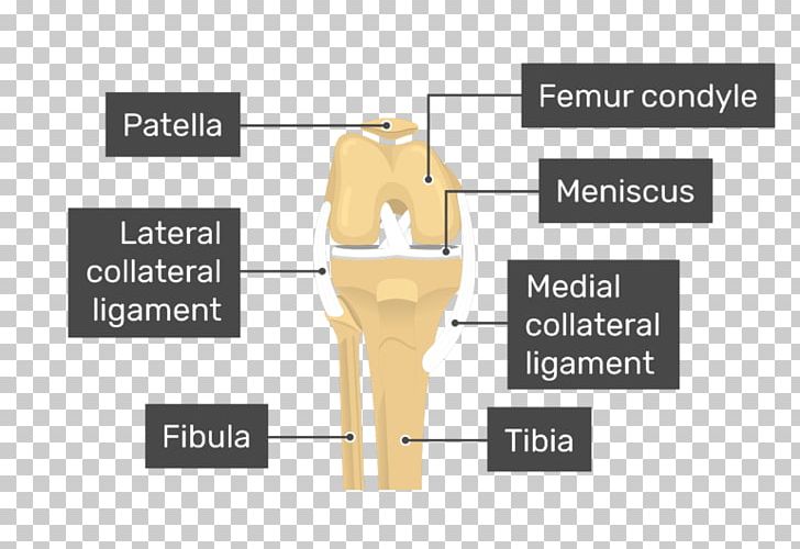 Patella Knee Medial Condyle Of Femur Anatomy PNG, Clipart, Anatomy, Angle, Bone, Brand, Condyle Free PNG Download