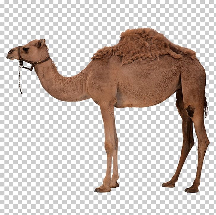Dromedary Bactrian Camel PNG, Clipart, Animals, Arabian Camel, Camel Creative, Camel Vector, Cartoon Camel Free PNG Download