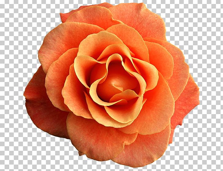 Garden Roses Cabbage Rose Black Rose Floribunda PNG, Clipart, Black Rose, Blossom, Closeup, Cut Flowers, Floribunda Free PNG Download