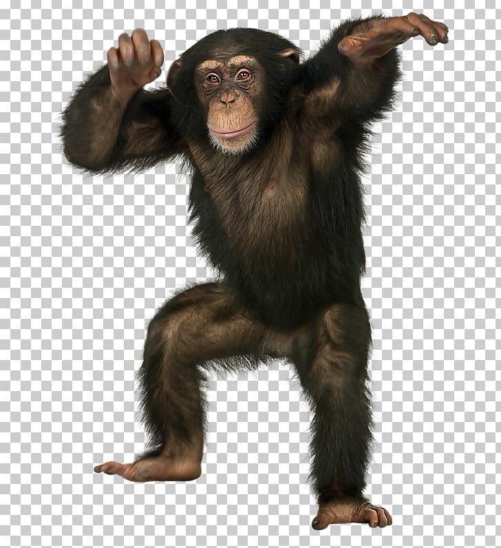 Orangutan Ape Bonobo Crab-eating Macaque Monkey PNG, Clipart, Animals, Ape, Bonobo, Chimpanzee, Common Chimpanzee Free PNG Download