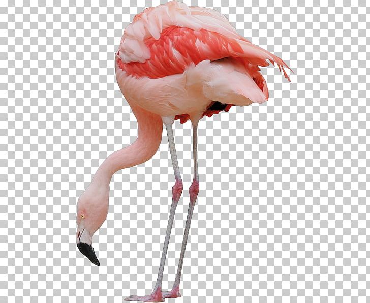 Bird Parrot Greater Flamingo PNG, Clipart, Animals, Beak, Bird, Computer Icons, Flamingo Free PNG Download