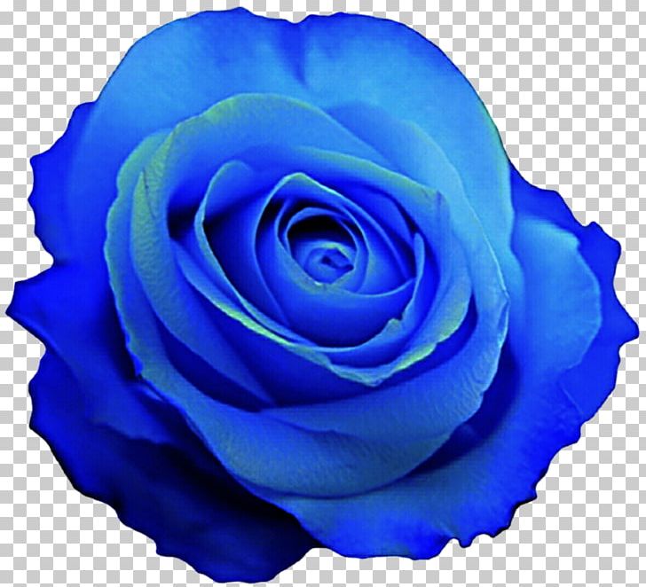 Blue Rose Desktop PNG, Clipart, Blue, Blue Flower, Blue Rose, Clip Art, Cobalt Blue Free PNG Download