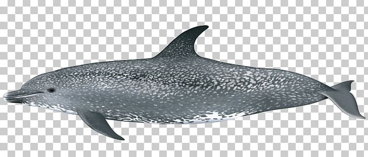 Common Bottlenose Dolphin Short-beaked Common Dolphin Rough-toothed Dolphin Tucuxi White-beaked Dolphin PNG, Clipart,  Free PNG Download
