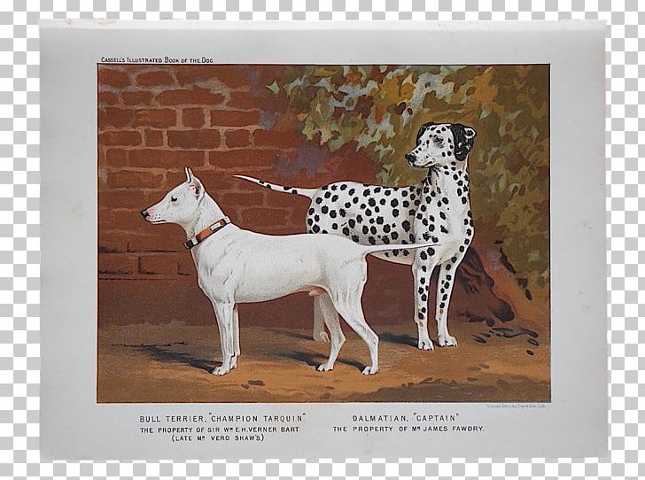 Dalmatian Dog Bull Terrier Italian Greyhound Dog Breed Dobermann PNG, Clipart, Bul, Bull, Bull Terrier, Carnivoran, Dalmatian Free PNG Download