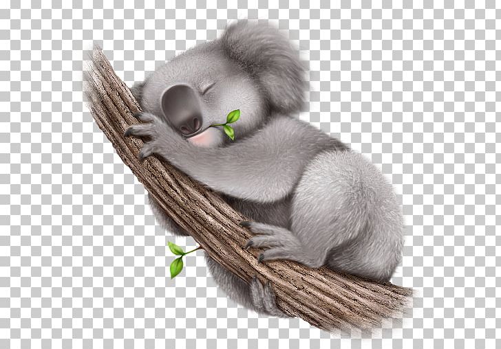 Koala PNG, Clipart, Animal, Animals, Computer Software, Cuteness, Desktop Wallpaper Free PNG Download