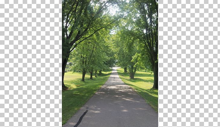 Land Lot Tree Asphalt Ecosystem Sunlight PNG, Clipart, Area, Asphalt, Ecosystem, Forest Path, Grass Free PNG Download