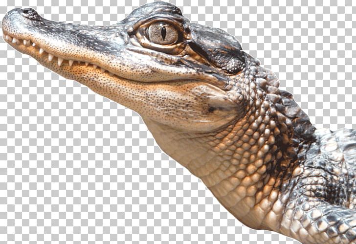 National Zoo & Aquarium Crocodiles American Alligator National Zoological Park PNG, Clipart, Alligator, American Alligator, Amp, Animal, Animals Free PNG Download