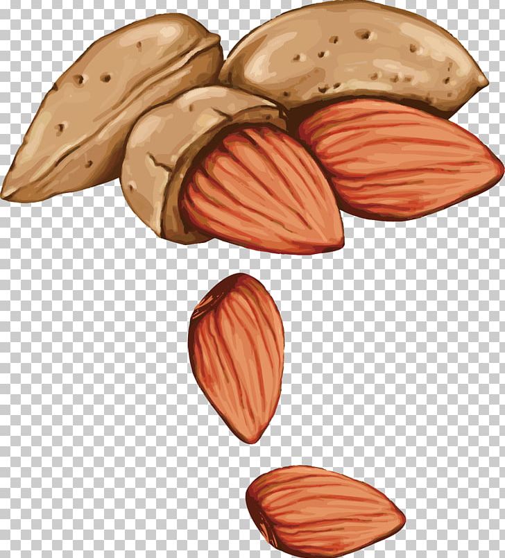 Tree Nut Allergy Drawing Seed PNG, Clipart, Almond Vector, Commodity, Food, Food Drinks, Hand Drawn Free PNG Download
