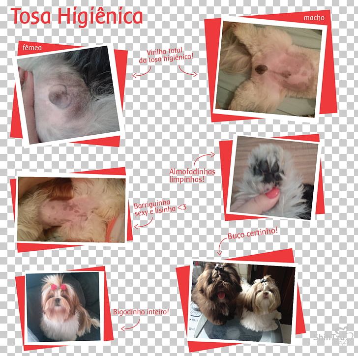 Whiskers Shih Tzu Poodle Lhasa Apso Dog Breed PNG, Clipart, Animal, Animals, Carnivoran, Cat, Cat Like Mammal Free PNG Download