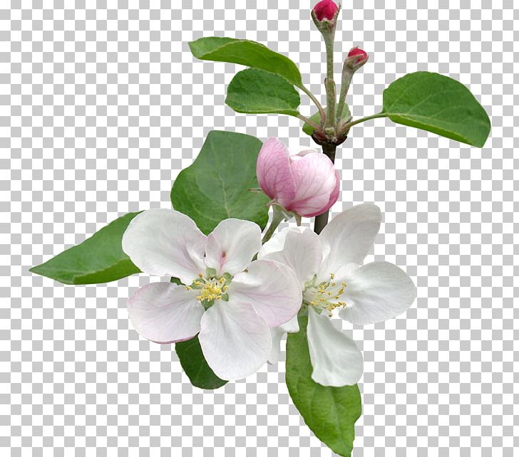 Apples Flower Blossom Petal PNG, Clipart, Apples, Blossom, Branch, Clip Art, Cut Flowers Free PNG Download