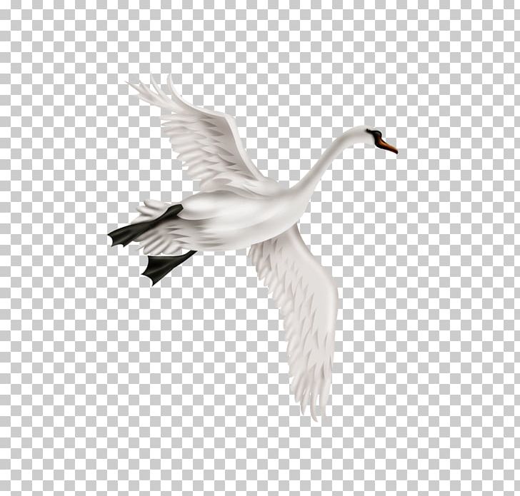 Mute Swan Bird Duck PNG, Clipart, Beak, Biscuit, Black White, Cookie, Crane Free PNG Download