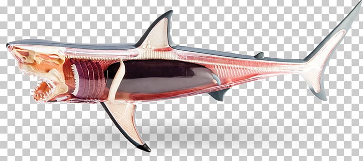 Shark Anatomy Great White Shark Human Body PNG, Clipart, 4 D, Anatomy, Animals, Cartilaginous Fish, Dissection Free PNG Download