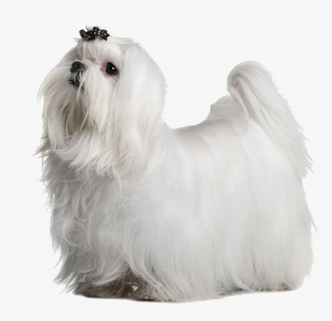 White Long Haired Puppy Png Clipart Hair Long Haired Long
