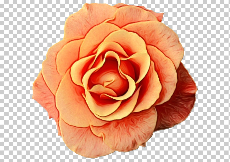 Garden Roses PNG, Clipart, Artificial Flower, Begonia, Camellia, Cartoon, China Rose Free PNG Download