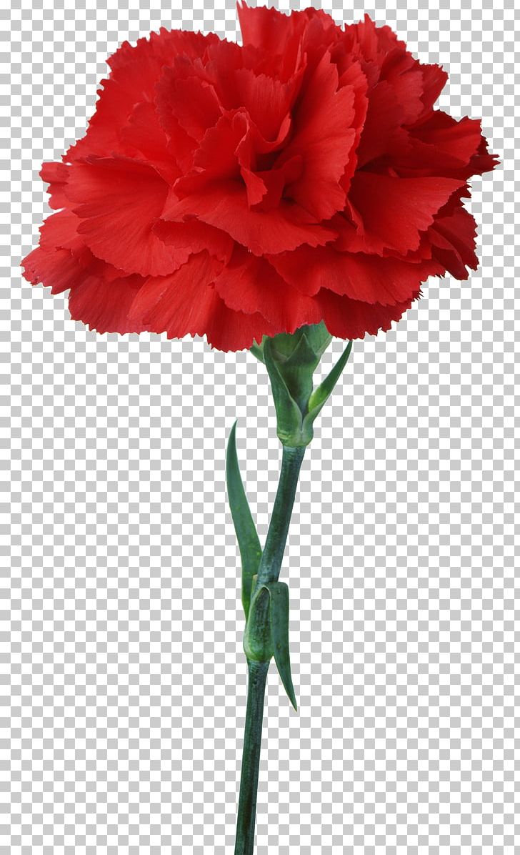 Carnation Flower Floristry Red PNG, Clipart, Artificial Flower, Birth Flower, Blue, Carnation, Clip Art Free PNG Download