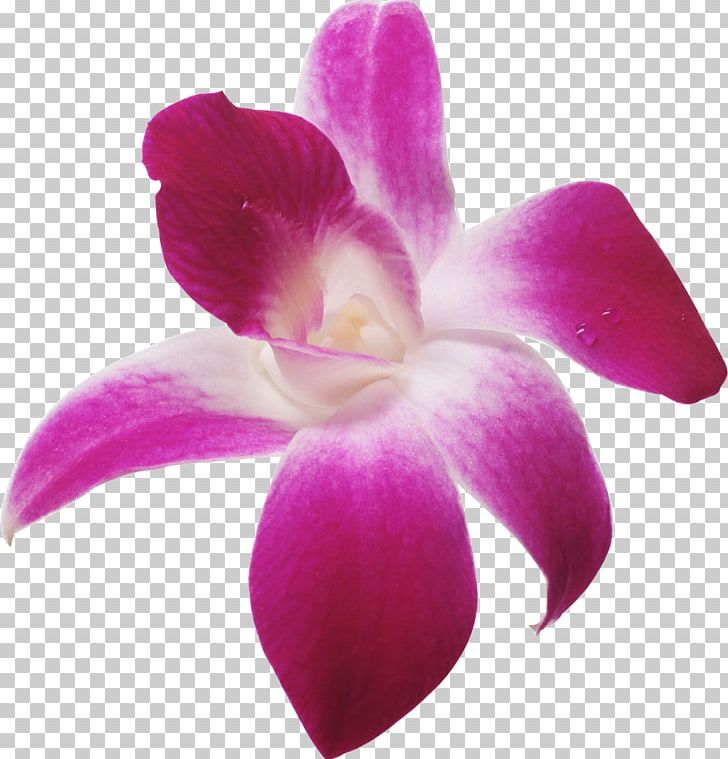 Ponte Vedra Beach Tuptim Thai Four LLC Thai Cuisine Orchids PNG, Clipart, Animation, Cattleya, Digital Image, Flower, Flowering Plant Free PNG Download