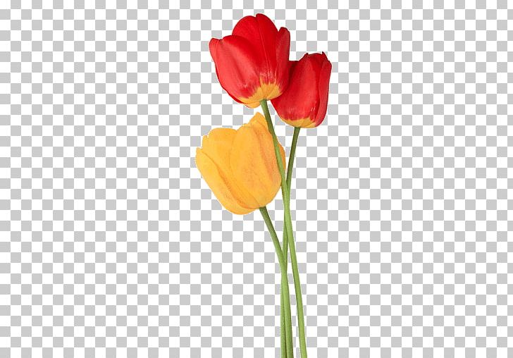Tulip Trio PNG, Clipart, Flowers, Nature, Tulip Free PNG Download