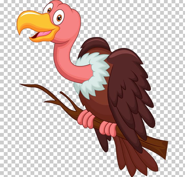 Turkey Vulture Bird PNG, Clipart, Accipitriformes, Animals, Beak, Bird, Bird Of Prey Free PNG Download