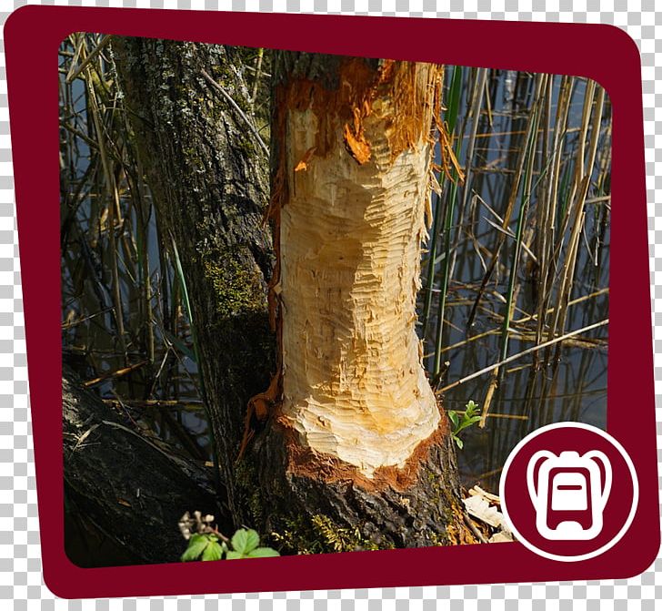 Beaver Trunk Wood Tree Bark PNG, Clipart, Animals, Auf Der Klamm, Bark, Beaver, Botany Free PNG Download