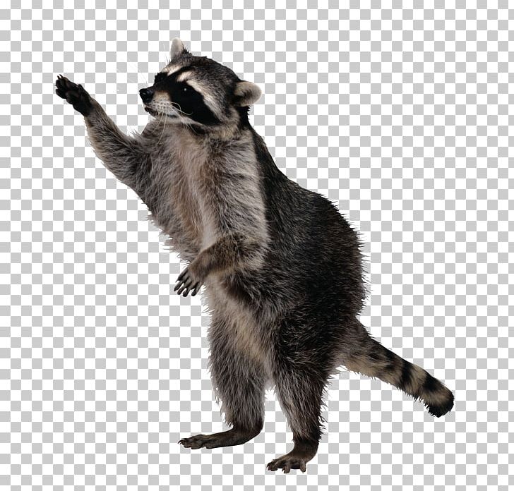 Sly Cooper And The Thievius Raccoonus Life Expectancy Pest Control PNG, Clipart, Animals, Carnivoran, Cat, Eating, Ecosystem Free PNG Download