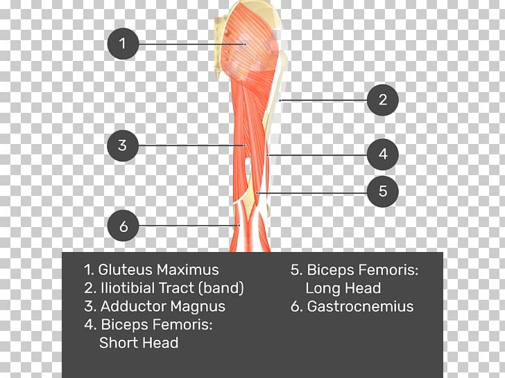 Biceps Femoris Muscle Rectus Femoris Muscle Quadratus Femoris Muscle Gluteus Maximus Gluteal Muscles PNG, Clipart, Adductor Muscles Of The Hip, Angle, Arm, Biceps, Hand Free PNG Download