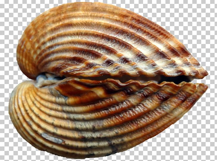 Cockle Conchology Seashell Mussel PNG, Clipart, Animals, Animal Source Foods, Caracola, Clam, Clams Oysters Mussels And Scallops Free PNG Download