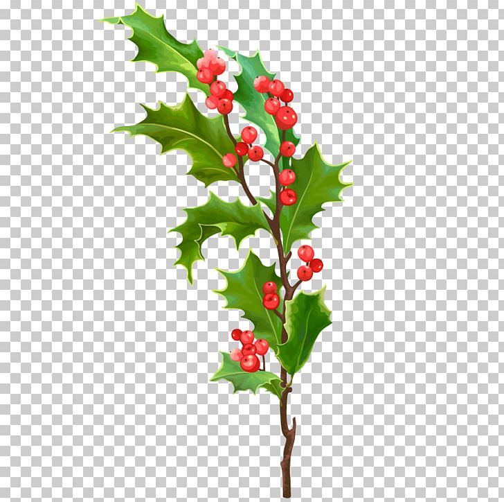 Leaf Christmas Holly PNG, Clipart, Aquifoliales, Art Vector, Branch, Christmas Frame, Christmas Lights Free PNG Download