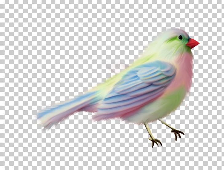 Lovebird American Sparrows Parakeet Beak Feather PNG, Clipart, American Sparrows, Animals, Beak, Bird, Canary Free PNG Download
