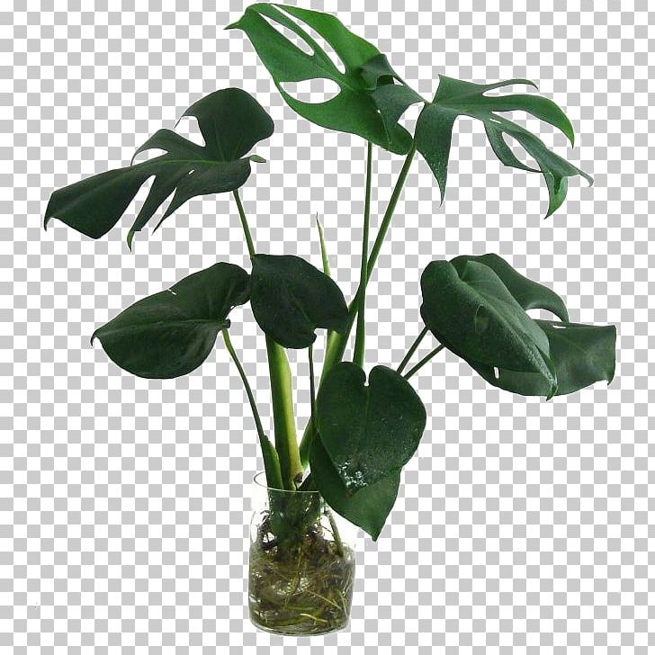 Swiss Cheese Plant Leaf Houseplant Bamboo PNG, Clipart, Alismatales, Arum Family, Beauty, Beauty Salon, Bottles Free PNG Download