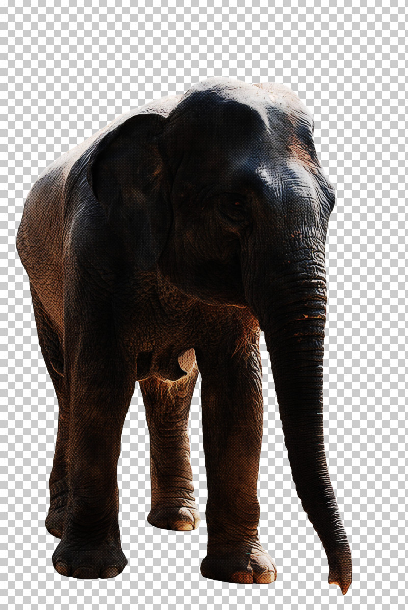 Indian Elephant PNG, Clipart, Africa, African Elephants, Biology, Elephant, Elephants Free PNG Download