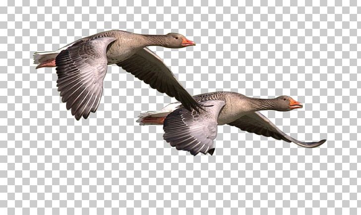 Canada Goose Bird PNG, Clipart, Animals, Beak, Bird, Canada Goose, Download Free PNG Download