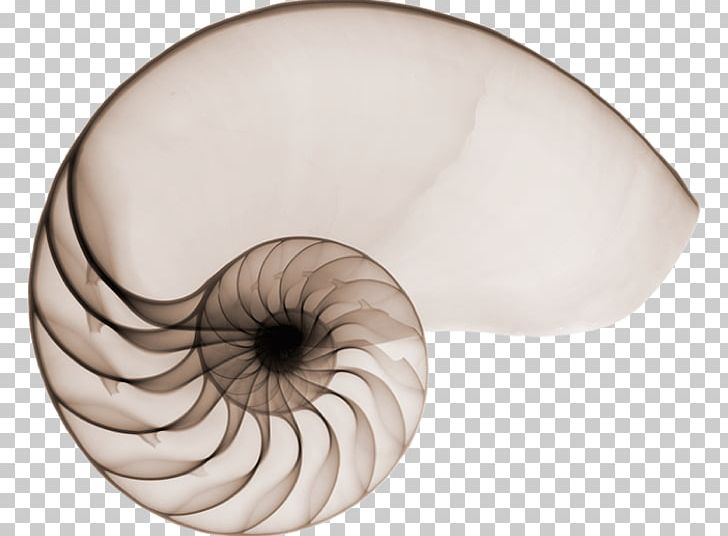 Nautilidae Mollusc Shell Seashell Chambered Nautilus X-ray PNG, Clipart, Ammonites, Animals, Cephalopod, Chambered Nautilus, Eye Free PNG Download